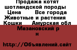 Продажа котят шотландской породы › Цена ­ - - Все города Животные и растения » Кошки   . Амурская обл.,Мазановский р-н